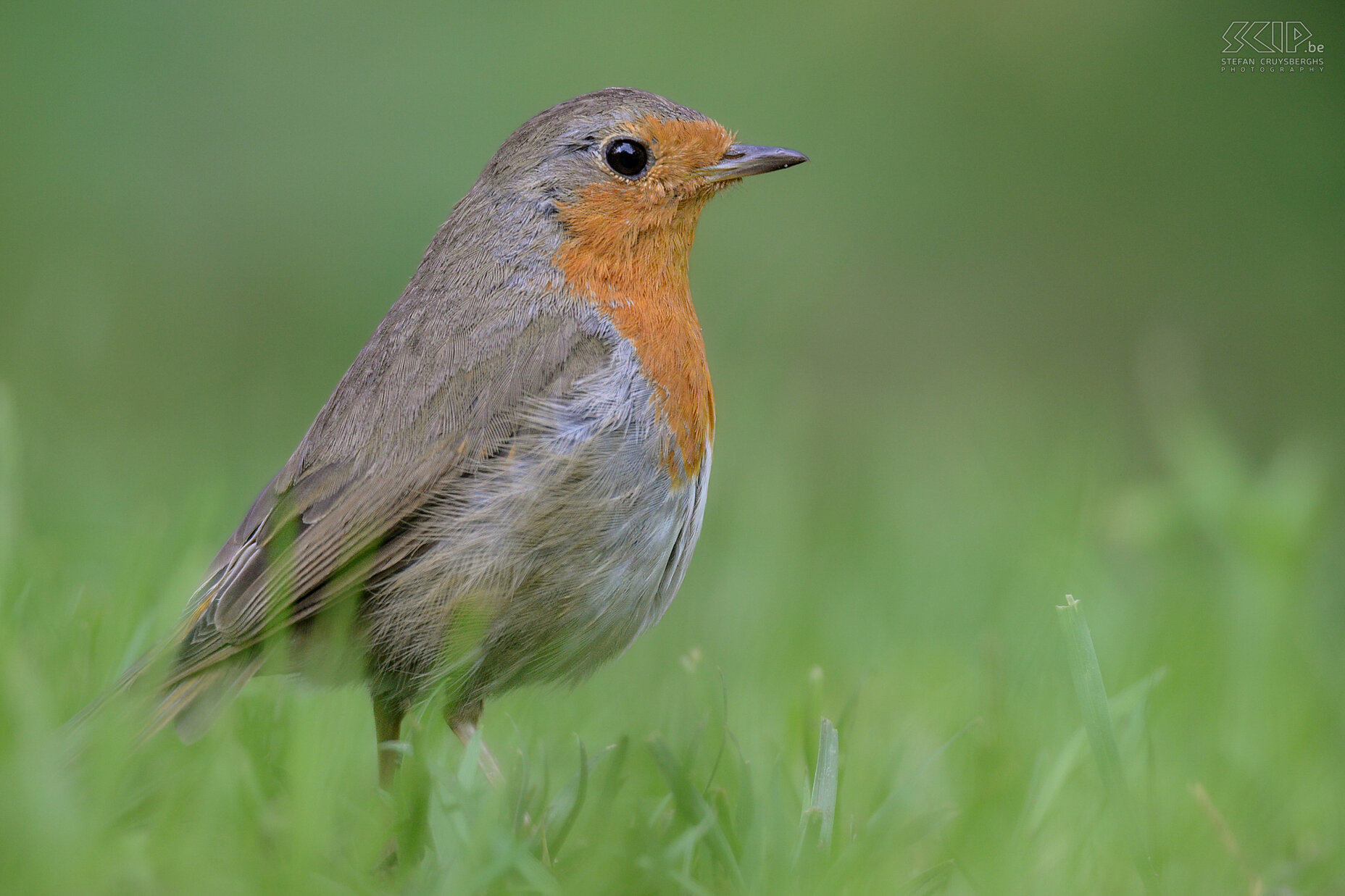 Garden birds - Robin Erithacus rubecula Stefan Cruysberghs